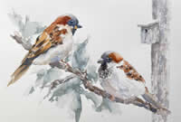 House Sparrows by Paul Alie